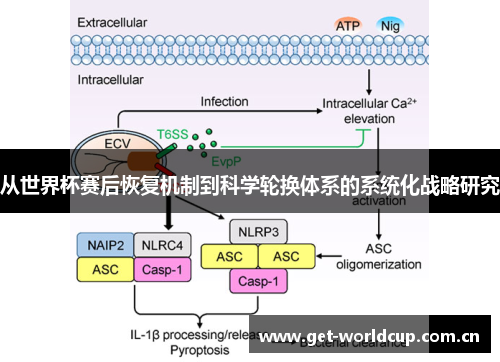 从世界杯赛后恢复机制到科学轮换体系的系统化战略研究 从世界杯赛后恢复机制到科学轮换体系的系统化战略研究